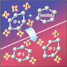 IP6 and inositol yielding IP3, from the original FAQ.