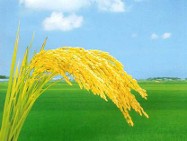 Ripening rice, from the original homepage.