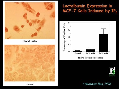Breast cancer cell experiment, including lactalbumin measurements.