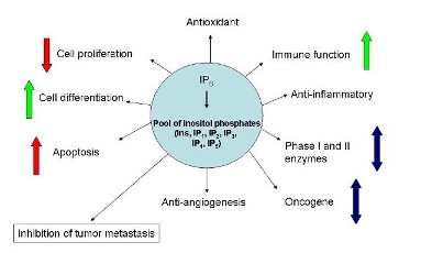 Overview of biological mechanisms in the original research collection.