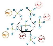 Calcium-magnesium IP6 (phytin) structure, from the original FAQ.