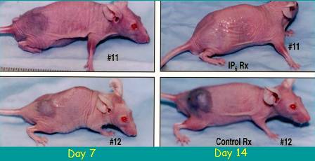 Liver cancer mouse-model figure reproduced from the original research collection.