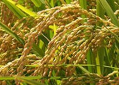 Rice panicles, from the original homepage.